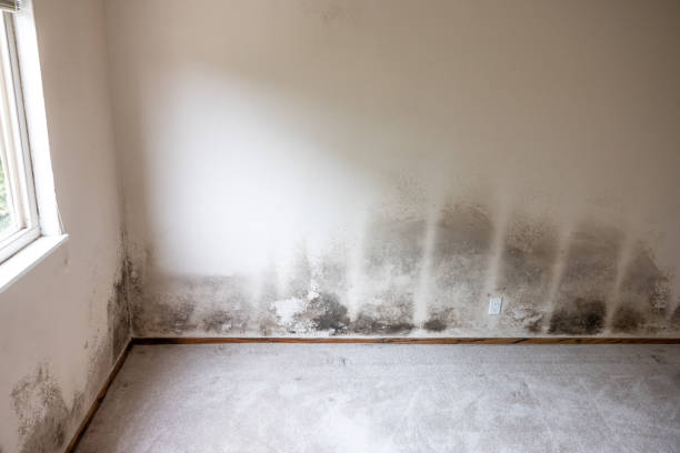 Best Water Damage & Mold Remediation  in Egon City, OR